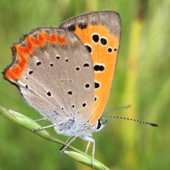 Lycaena phlaeas daimio
