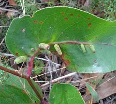 Apiomorpha spinifer