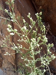 Pseudoconyza