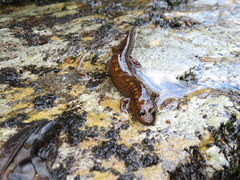 Desmognathus marmoratus