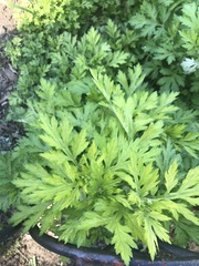 Artemisia vulgaris