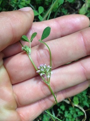 Trifolium cernuum