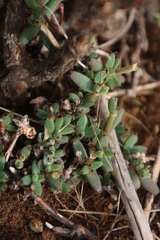 Trichodiadema setuliferum