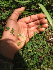 Trifolium cernuum