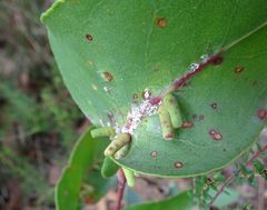 Apiomorpha spinifer