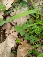 Potentilla sterilis