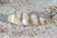 Iniistius aneitensis