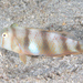 Whitepatch Razorfish - Photo (c) Mark Rosenstein, some rights reserved (CC BY-NC-SA), uploaded by Mark Rosenstein