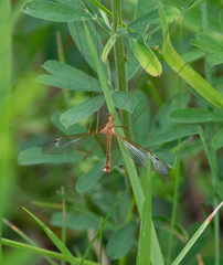 Tipula bicornis