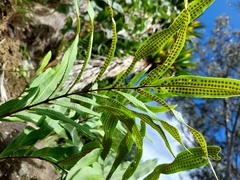 Serpocaulon triseriale