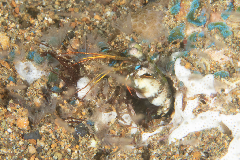 Protosquillidae