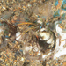 Blue-spot Mantis Shrimp - Photo (c) Mark Rosenstein, some rights reserved (CC BY-NC), uploaded by Mark Rosenstein