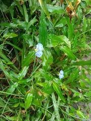 Commelina erecta