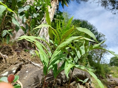 Serpocaulon triseriale