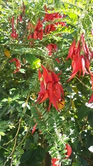 Clianthus puniceus