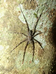 Syntrechalea