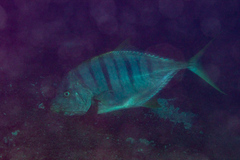 Gnathanodon speciosus