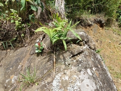 Serpocaulon triseriale