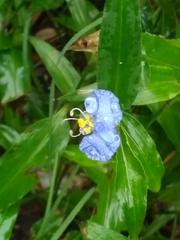 Commelina erecta