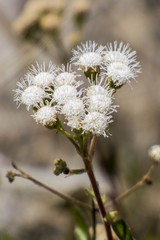 Ageratina glabrata