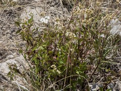 Ageratina glabrata