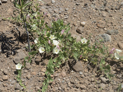 Calystegia occidentalis occidentalis