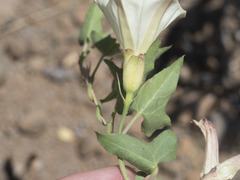Calystegia occidentalis occidentalis