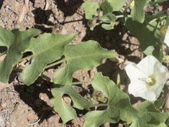 Calystegia occidentalis occidentalis