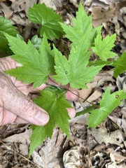 Acer rubrum rubrum