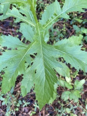 Erechtites hieraciifolius image