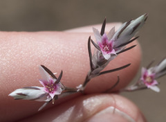 Polygonum bidwelliae