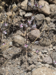 Polygonum bidwelliae