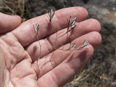 Polygonum bidwelliae