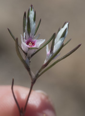 Polygonum bidwelliae