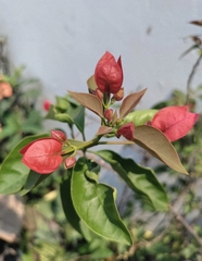 Bougainvillea