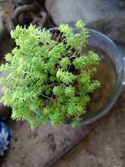 Sedum japonicum