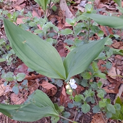 Convallaria keiskei