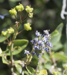 Ceanothus lemmonii