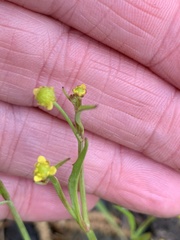 Ranunculus pusillus