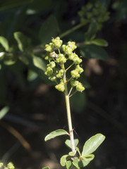 Ceanothus lemmonii