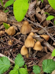 Coprinellus micaceus
