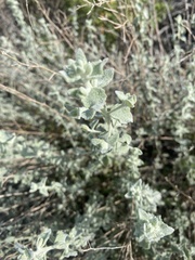 Brickellia nevinii