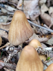 Coprinellus micaceus