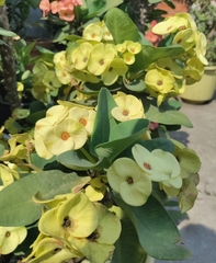 Euphorbia milii