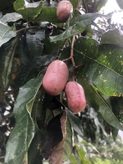 Magnoliopsida