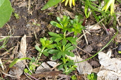 Galium mollugo