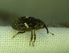 Eubulus bisignatus
