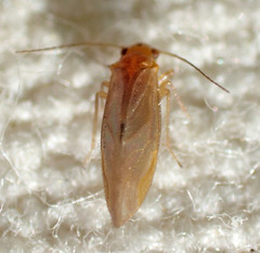 Valenzuela perplexus