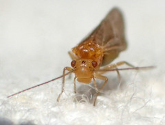 Valenzuela perplexus