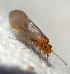 Valenzuela perplexus